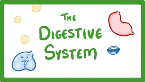 GCSE Biology - Digestive System #18