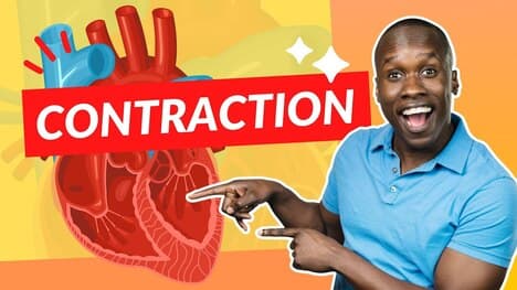 How the Heart Contracts - Step by Step