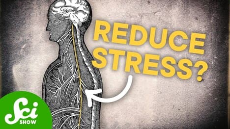 What Does The Vagus Nerve ACTUALLY Do?