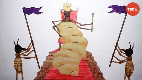 TED-Ed: Coneheads, egg stacks and anteater attacks: The reign of a termite queen | Barbara Thorne