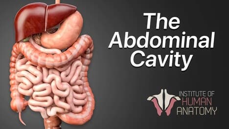 Anatomy Masterclass: The Abdominal Cavity