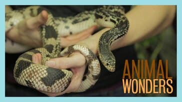 Aggressive Snake Hang Out