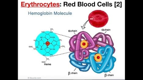 Structure and Function of Erythrocytes (RBCs)