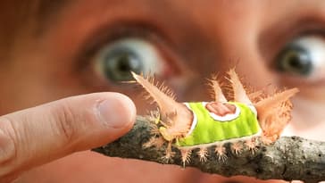 Stung by a Venomous Neon Caterpillar!