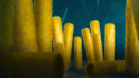 The Second Time Sponges Took Over The World