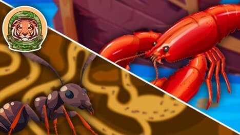 What Are Arthropods? | The Insects Song For Kids | KLT WILD