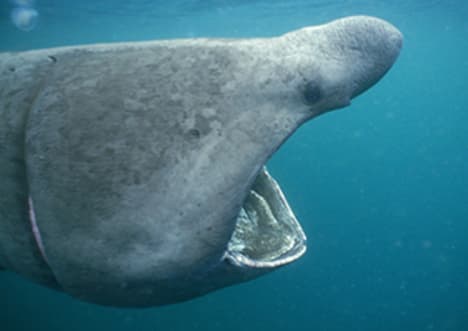 Basking Shark
