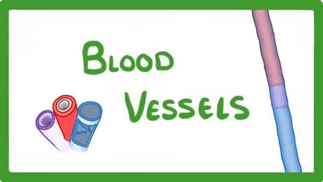 GCSE Biology - Blood Vessels #24