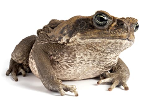 Cane toads