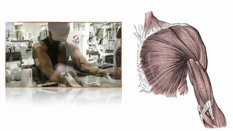 041 An Introduction to Skeletal Muscle Contraction