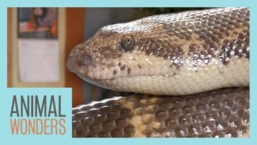 The Difference Between Legless Lizards and Snakes