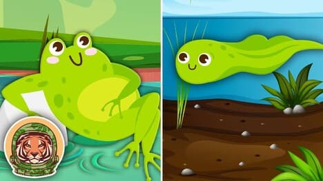 Let's Learn About Frogs! | Animal Songs For Kids | KLT WILD