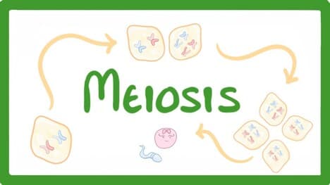 GCSE Biology - Meiosis #70
