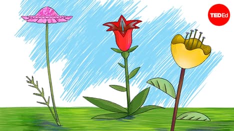 TED-Ed: What is the rarest color in nature? | Victoria Hwang