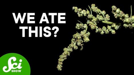 The Ancient Crops We've Forgotten How to Grow