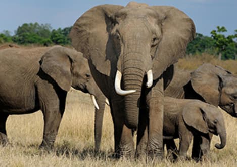 GPS wildlife tracking