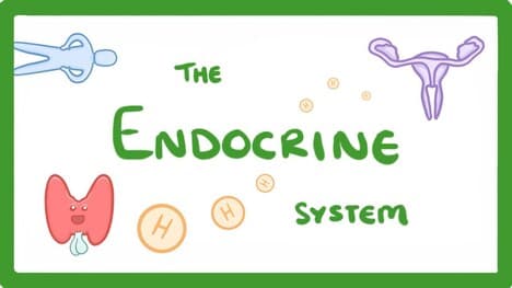 GCSE Biology - Endocrine System & Hormones #59