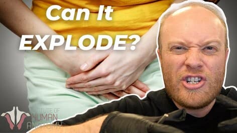 The Urinary System: Can Your Bladder Actually Explode?