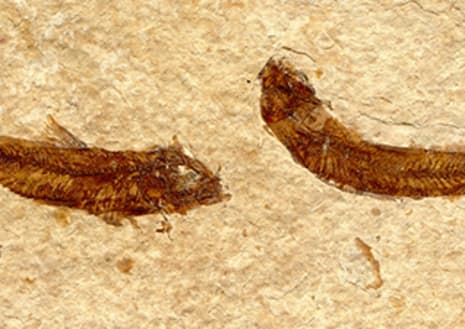 Evolution: The Evidence