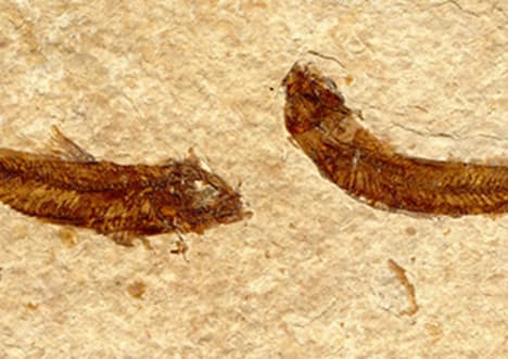 Evolution: The Evidence