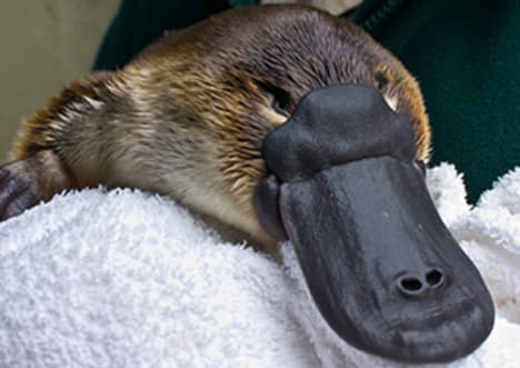Duck-Billed Platypus