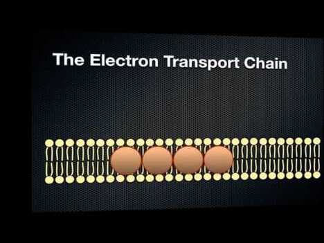 Photosynthesis - Energy in a Cell