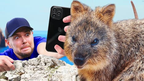 Giant Rats the Size of Dogs