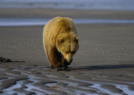 Oceans: The Intertidal Zone