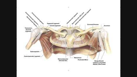 The Scapulothoracic Joint [+ Review of SC and AC Joints]