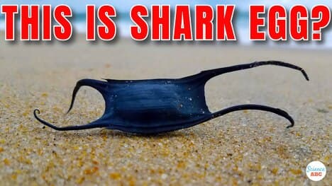 Why Do Shark Eggs Look So Weird?