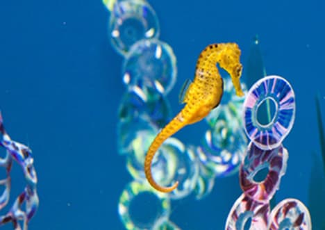 Seahorse