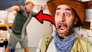 Deadly Snake Milking Gone Wrong!