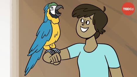 TED-Ed: Why can parrots talk? | Grace Smith-Viduarre and Tim Wright