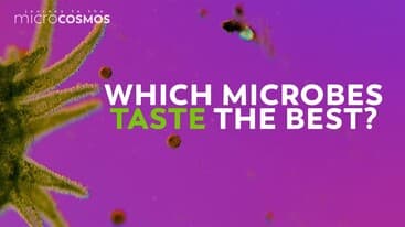The Microcosmos Team Answers Your Questions