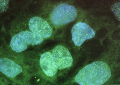 What is a Cell? - Life’s Building Blocks