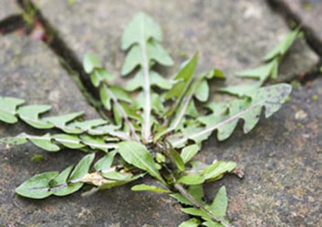 Invading Plant Species