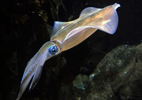 Southern Reef Squid