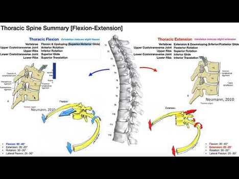 RE-UPLOAD: Rib Movements | Coupled with Thoracic Flexion & Extension