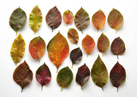 Plant classification