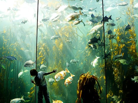 Learning about Loyalty with our Canine Friends