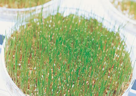 Artificial propagation