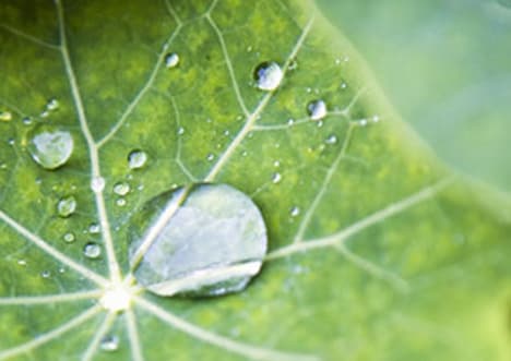 What Plants Need to Grow