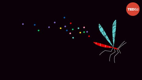 TED-Ed: Ethical dilemma: Should we get rid of mosquitoes? | Talya Hackett