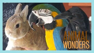 Animal Updates: Rook, Joy, and Cheeks