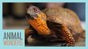 Rescuing a 90-Year-Old Turtle!