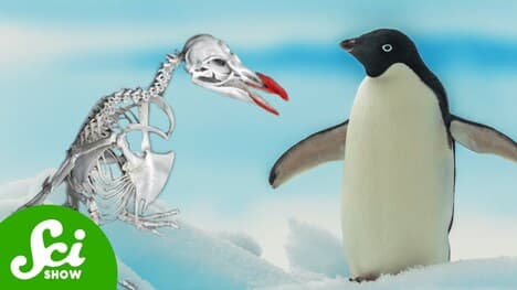 What Penguin Bones Can Tell Us About Dying Glaciers
