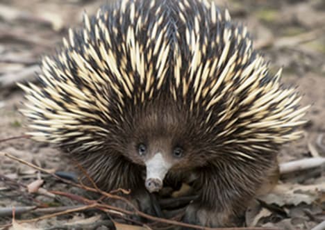 Echidnas