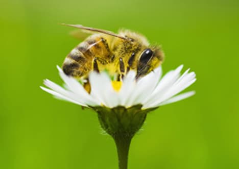 What is Biodiversity?