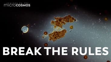 We Spilled Ink On Our Slides to See What Would Happen