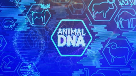 Exploring Seabirds: Pelecaniformes, Gulls, and Albatrosses